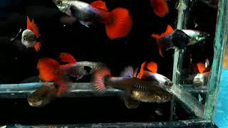 Platinum Red Tail Guppy - Dumbo Ear Guppies