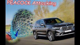 Funny PETS Peacock Attacking People - Funniest Animals Videos 2021- Cute Pets