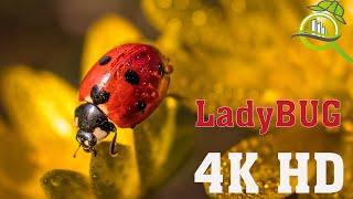 Bugs Insects - 4K HD nature Insects animal - Ladybug