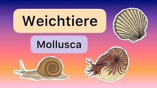 Weichtiere (Mollusca)