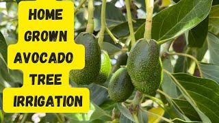 Growing Avocado Trees During A Heatwave - Irrigate Early | Multi Grafted Avocado Tree Update