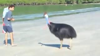 Cassowary at Cape Tribulation - Daintree, PART 1