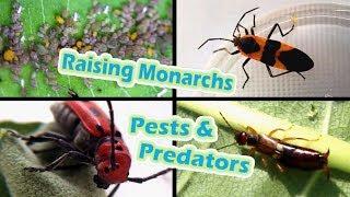 Raising Monarchs - Pests & Predators (Help The Monarch Butterfly)