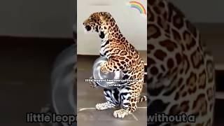 Leopard has no mother, and the food bowl is his everything.#shortvideo#Leopard #shorts#Cute #Animal