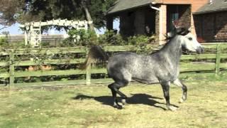 Bassam  Al Shaqab  STUNNING  Dark dapple Grey