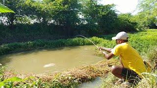 Mrigal fish & rohu fishes catch | Grass carp fishing | Fish hunting