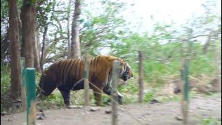 Large bengal tiger