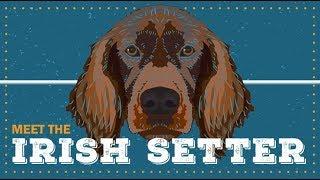 Irish Setter | CKC Breed Facts & Profile