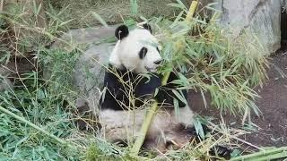 Giant Pandas Love Their Bamboo