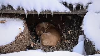 stray dog gives birth to pups alone in a hole in the wild, starving and cold, with no one to care.