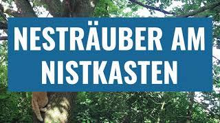 NESTRÄUBER am Nistkasten | Katze & Marder (Baummarder)