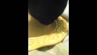 Cat licking cheesecake  off a plate