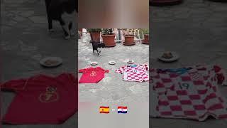 [UEFA EURO 2024:  - ] Zizou the cat predicts the winner! ‍⬛ Who will win? 