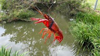 I Tried Fishing for American Crayfish at a Pond in Japan