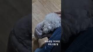 댕댕이#하루종일 기다리던 우리 아들딸