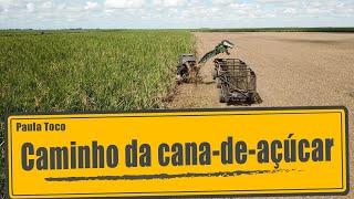 Caminho da cana-de-açúcar | Parte 1