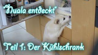 Nuala entdeckt - Teil1: Der Kühlschrank (Islandhund Welpe, 10 Wochen)