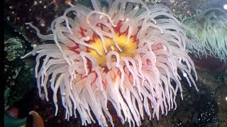 Facts: The Fish-Eating Anemone