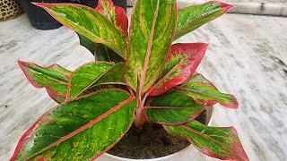 Aglonima Plants care tips अच्छे रंग और अच्छी ग्रोथ के लिए क्या करें beautiful Indoor Plants