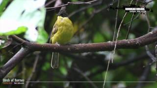 Bornean BulBul