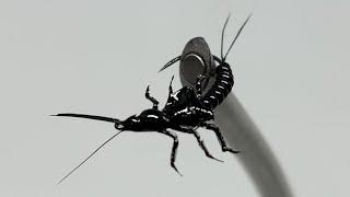 Winter Stonefly Nymph - Fly Tying with Dave Hise (Step by Step)