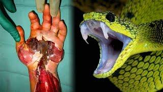 20 Most Poisonous & Dangerous Snakes in the World