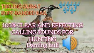 TIKLING GUBAT  TUKLING CALL SOUND FOR HUNTING | BUFF-BANDED RAIL