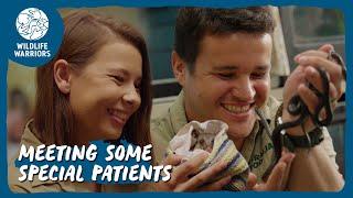 Sneak peek inside the Australia Zoo Wildlife Hospital | Wildlife Warriors Missions