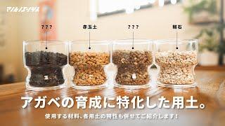 良く育つ！？アガベの育成に特化した用土をご紹介します。｜アガベ｜チタノタ｜用土作り｜多肉植物