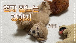 아기강아지가 혼자 노는법 I 강아지 혼자있을때 I Cute Toy Poodle Puppy