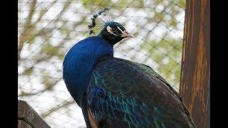 Peacock Call (HD)