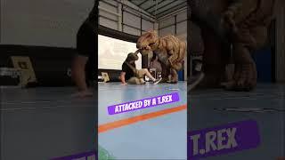 Attacked by a T.Rex #dinomania
