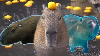 Capybara Status