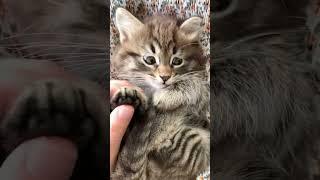 Cute cat compilation #cat #catlovers #catvideos #catholic #catshorts #catvideo #viral #trendy #fun