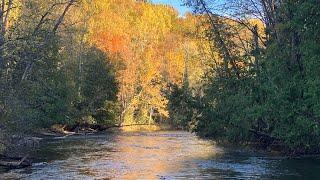 Michigan Fall Trout Fishing for my Biggest LAKE RUN Brown Trout of the Year