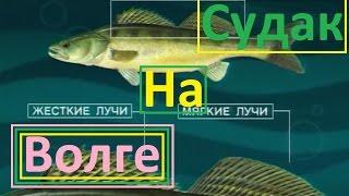 Диалоги о рыбалке - 8-  Едем ловить щуку и судака на Волгу.