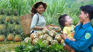 The joy of a single mother: Meet the Good Man- Help & Harvesting Pineapple || Ly Tieu Nu