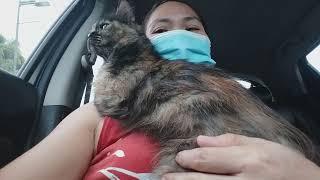 traveling  with yonchie to @PBBCC PHILIPPINE PET BIRTH CONTROL CENTER