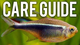 Black Neon Tetra Care Guide - Hardy, Underrated Schooling Fish