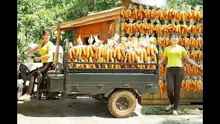 Harvesting Corn and Use 3 Wheeled Vehicle Transport to the cattle farm - Building my farm