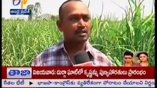 Ratoon sugar crop yielded 15 times in Chittor district - జైకిసాన్ - on 6th November 2014