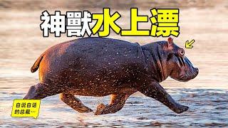 最超出想象的動物：這就是河馬為什麼是神獸的真正原因……|自說自話的總裁