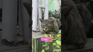 #viral #cat #catlover #trending #shorts #like #youtubeshorts