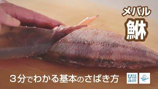 鮴（めばる）のさばき方 - How to filet Rockfish -｜日本さばけるプロジェクト（海と日本プロジェクト）