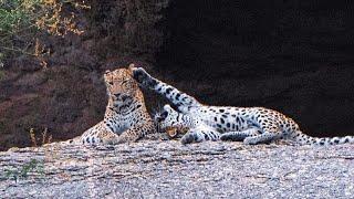 Wild Safari Encounters! Leopards Up Close in Jawai