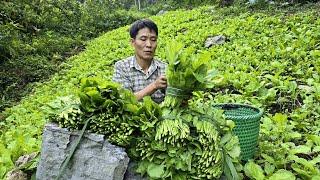 Harvest Green Vegetables Goes To Market Sell - Gardening | Solo Survival