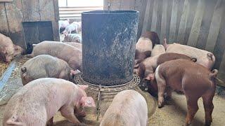 Futterautomat für Schweine selbst entwickelt