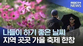 가을꽃 만개.. 풍성한 가을 축제ㅣMBC충북NEWS