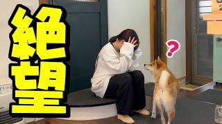 落ち込んで帰って来た娘を心配する柴犬が愛おしい