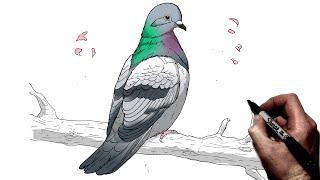 How To Draw A Pigeon | Step By Step |